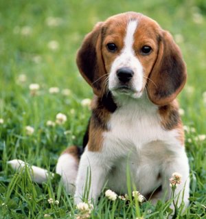 Beagle